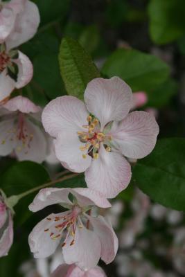 Malus ioensis (Prairie Crabapple), flower, throat