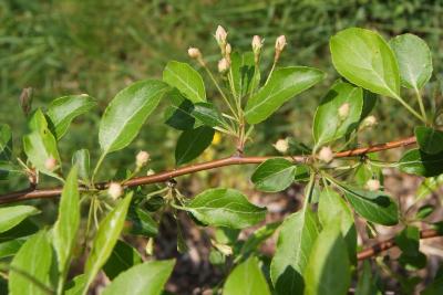 Malus hupehensis (Tea Crabapple), bark, twig