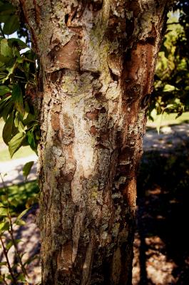 Malus hupehensis (Tea Crabapple), bark, mature