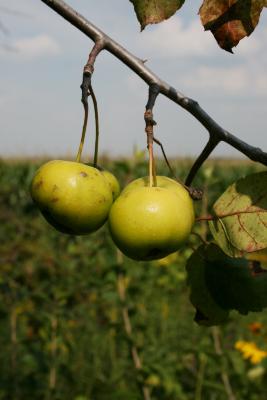 Malus ioensis (Prairie Crabapple), fruit, mature
