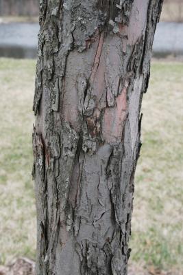 Malus ioensis (Prairie Crabapple), bark, trunk