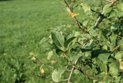 Malus pumila (Common Apple), leaf, summer