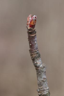 Malus ioensis (Prairie Crabapple), bud, terminal