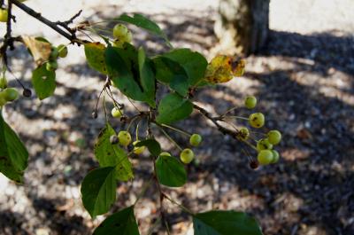 Malus hupehensis (Tea Crabapple), fruit, immature