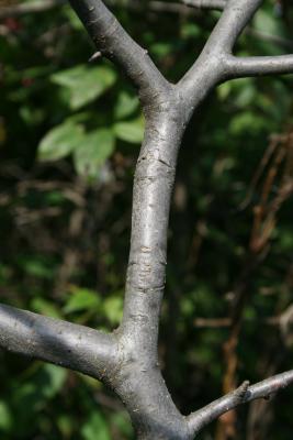 Malus ioensis (Prairie Crabapple), bark, branch