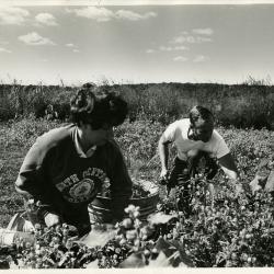 Cathy Ciolac and Ray Schulenberg weeding in the Schulenberg Prairie