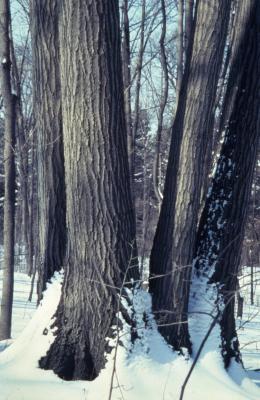 Quercus rubra (northern red oak), tree trunks, winter