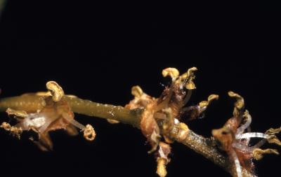 Quercus rubra (northern red oak), catkins detail