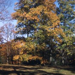 Quercus rubra (northern red oak), habit, fall