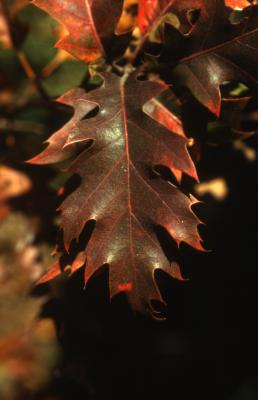 Quercus rubra (northern red oak), russet leaf