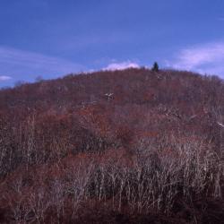 Quercus rubra var. ambigua (northern red oak), bare trees on hill