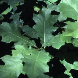Quercus rubra (northern red oak), leaves detail