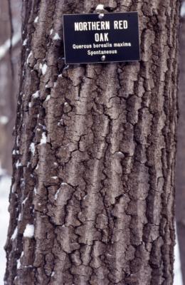 Quercus rubra (northern red oak), bark
