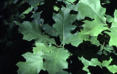 Quercus rubra (northern red oak), leaves detail
