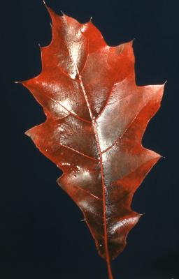 Quercus rubra (northern red oak), single autumn leaf