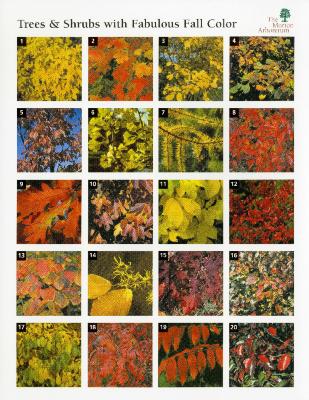 Trees &amp; Shrubs with Fabulous Fall Color