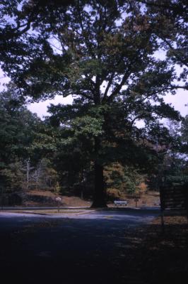 Quercus velutina (black oak), habit, fall