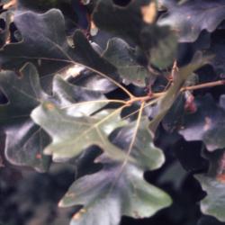 Quercus stellata (post oak), leaves detail