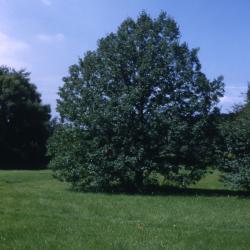Quercus robur (English oak), habit, summer