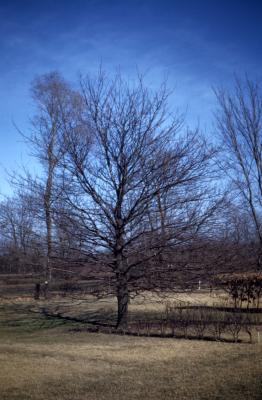 Quercus robur (English oak), bare tree