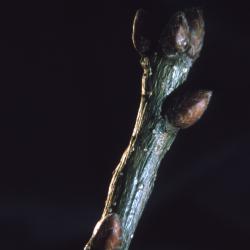 Quercus robur (English oak),  bud detail