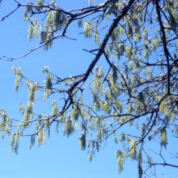 Quercus stellata (post oak), catkins and new leaves detail