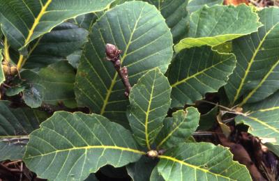 Quercus pontica (Armenian oak), leaves and buds detail