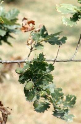Quercus robur (English oak), leaves and acorns detail