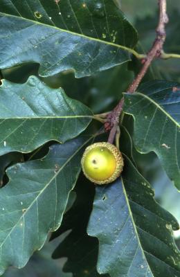 Quercus ×saulii (Saul's oak), acorn and leaves detail