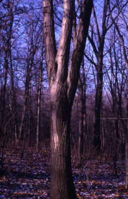 Quercus rubra (northern red oak), tree trunk and bark