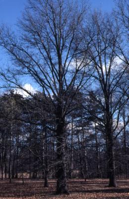 Quercus palustris (pin oak), habit, winter
