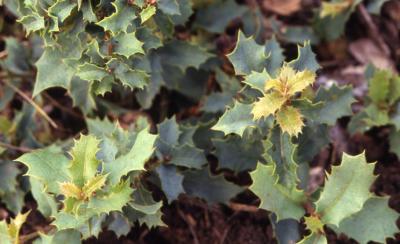 Quercus turbinella (shrub live oak), leaves detail