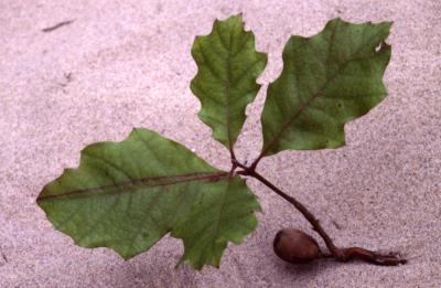 Quercus velutina (black oak), acorn and leaves in sand