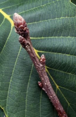 Quercus pontica (Armenian oak), twig with buds and leaf detail