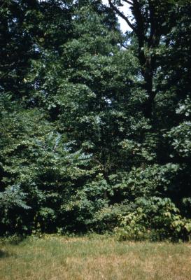 Quercus phellos (willow oak), leaves