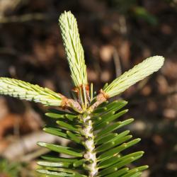 Abies ×arnoldiana 'Poulsen' (Poulsen Arnold Fir), leaf, new
