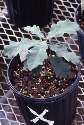 Quercus robur (English oak), seedling detail