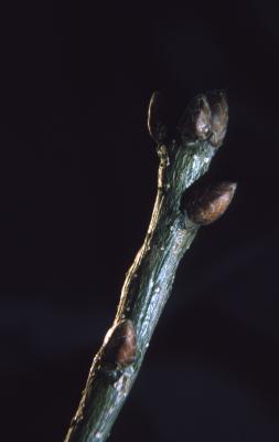 Quercus robur (English oak),  bud detail