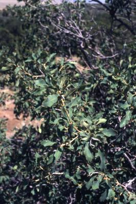 Quercus undulata (wavy-leaved oak), leaves detail