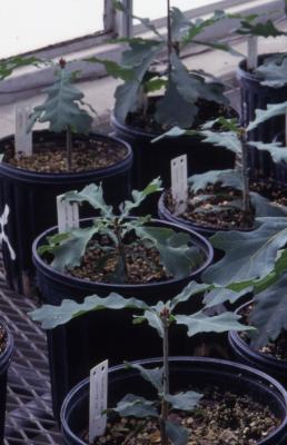 Quercus robur (English oak), potted seedlings