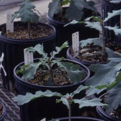 Quercus robur (English oak), potted seedlings