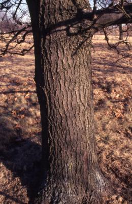 Quercus texana (nuttall's oak), trunk base detail