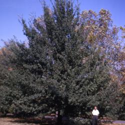 Quercus robur (English oak), habit, fall