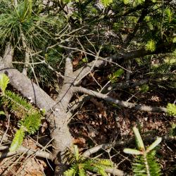 Abies ×arnoldiana 'Poulsen' (Poulsen Arnold Fir), bark, branch