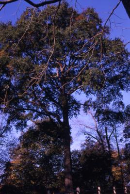 Quercus phellos (willow oak), habit, fall