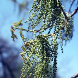 Quercus stellata (post oak), catkins and emerging leaves detail