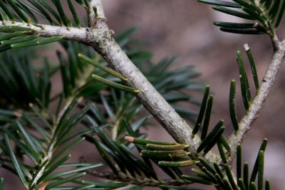 Abies alba (Silver Fir), bark, twig