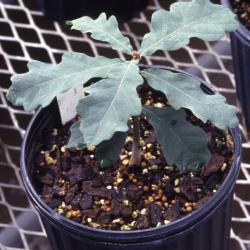Quercus robur (English oak), seedling detail