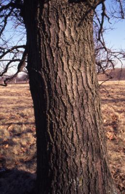 Quercus texana (nuttall's oak), bark detail