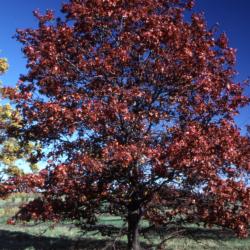 Quercus shumardii (Shumard's oak), habit, fall